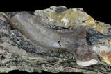 Crocodilian Vertebrae Process - Aguja Formation, Texas #88753-3